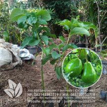 Jual Bibit Tanaman No.1 Indonesia  AGRO BIBIT