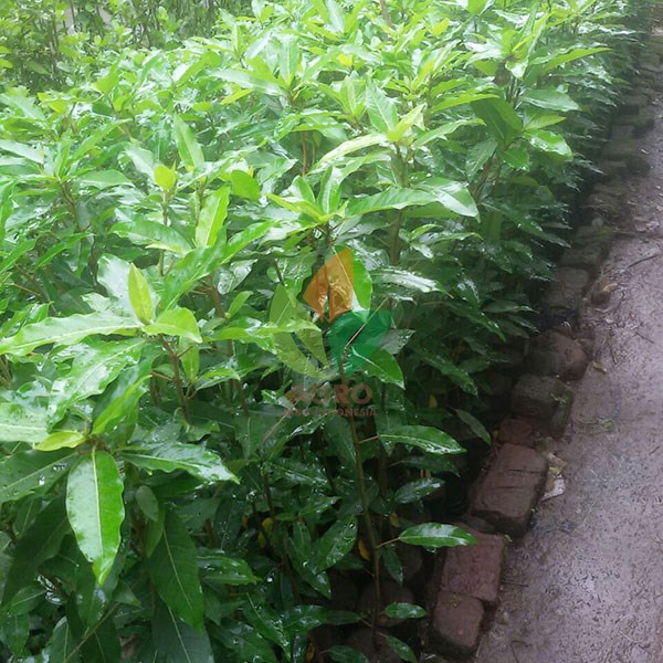 Pohon Loa atau Elo