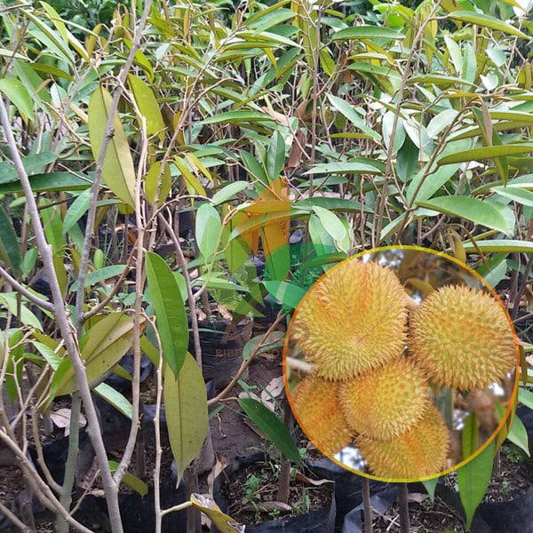 Durian Matahari asal Okulasi