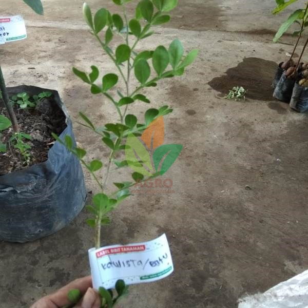 Buah Kawista Super Langka