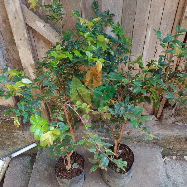 Jual Bibit Anggur Brazil Stek 70 Cm Agro Bibit ID Jual Bibit Anggur Brazil Stek 70 Cm Agro Bibit ID
