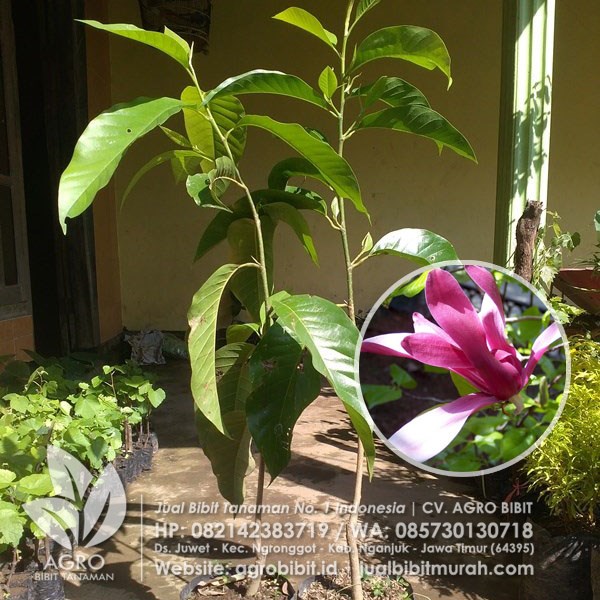 Jual Bibit Bunga Kantil Merah - AGRO BIBIT