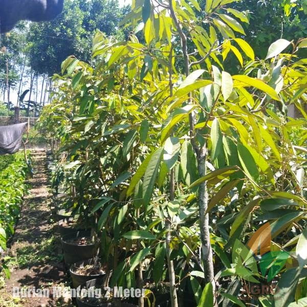 Durian Montong 2 Meter UP