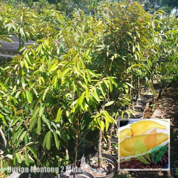Durian Montong 2 Meter UP