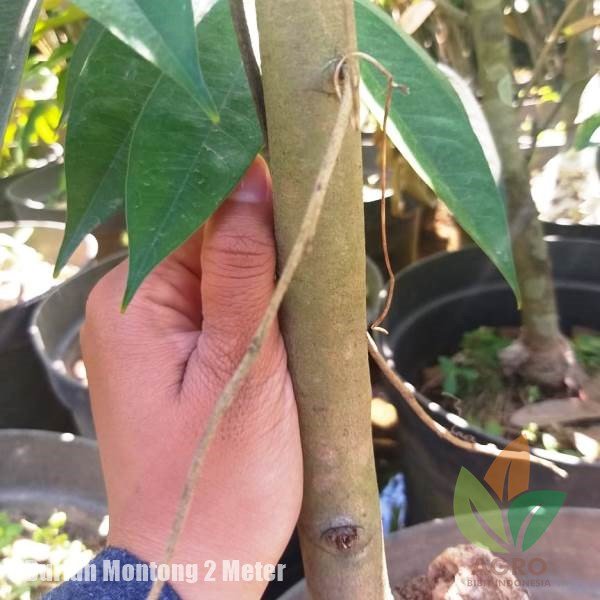 Durian Montong 2 Meter UP