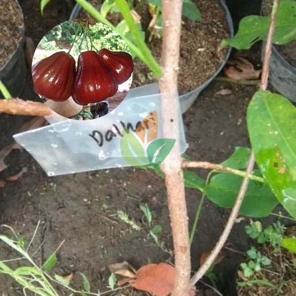 Jambu Air Dalhari Daging Tebal