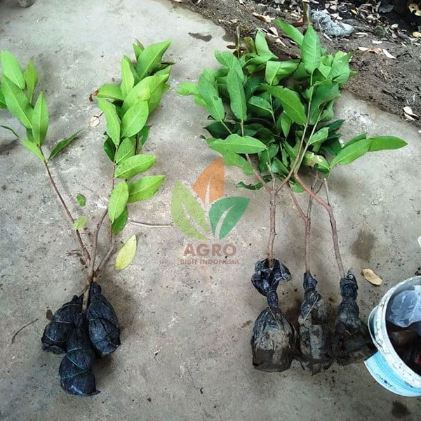 Jambu Air Dalhari Daging Tebal
