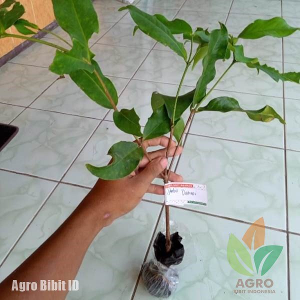 Jambu Air Dalhari Daging Tebal