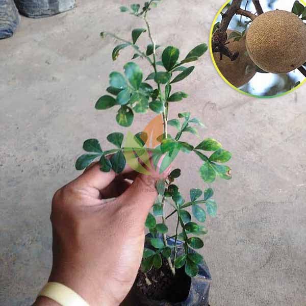 Buah Kawista Super Langka