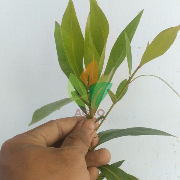 Jual Bibit Bunga Santos Lemon Kuning Agro Bibit Id