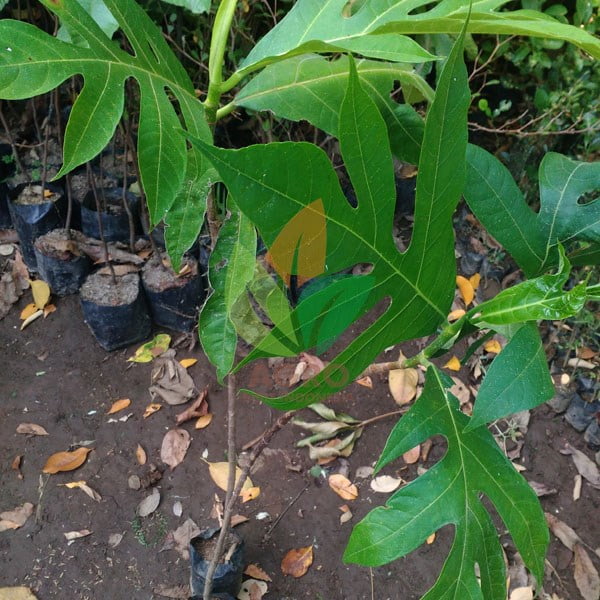 Pohon Sukun asal Stek Akar