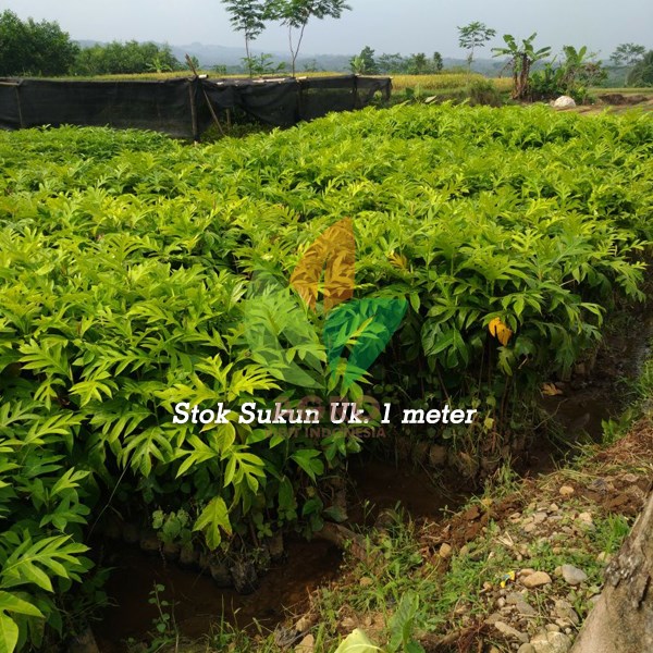 Pohon Sukun Khusus Proyek