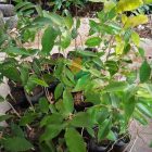 Pohon Gaharu Biji 70 Cm
