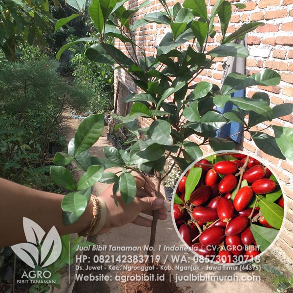 Jual Bibit Buah Ajaib Biji 40 cm Agro Bibit ID Jual Bibit Buah Ajaib Biji 40 cm Agro Bibit ID
