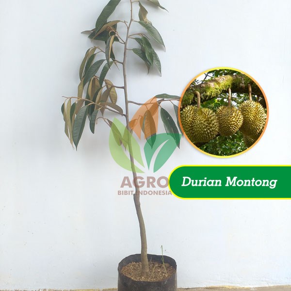 Durian Montong 1 Meter UP