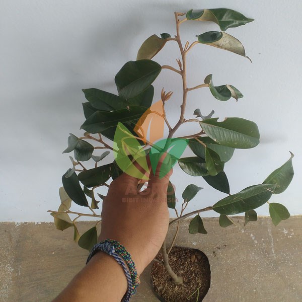 Durian Montong 1 Meter UP