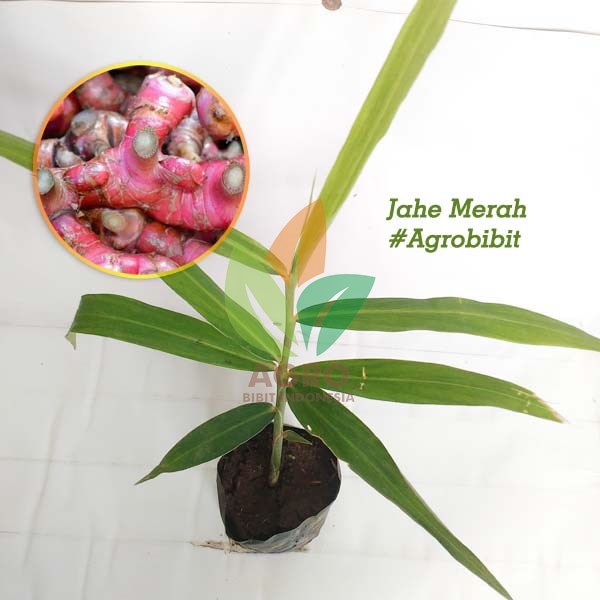 jual bibit jahe merah unggul untuk budidaya agro bibit id jual bibit jahe merah unggul untuk budidaya agro bibit id