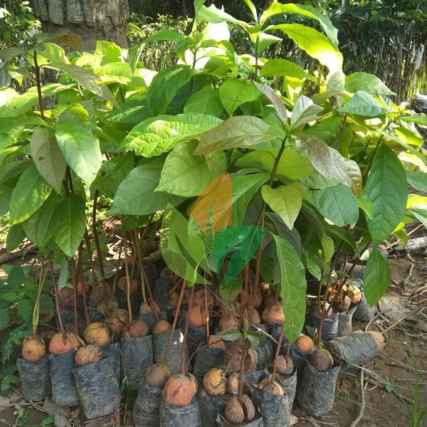 Grosir Bibit Alpukat Asal Biji Harga Murah