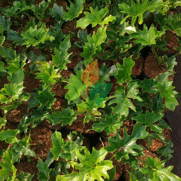 Philodendron asal Stek
