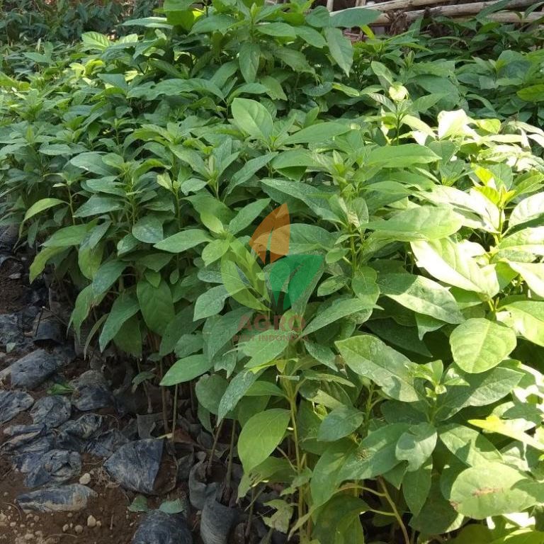 Jual Bibit Alpukat Lokal asal Biji | Agro Bibit ID