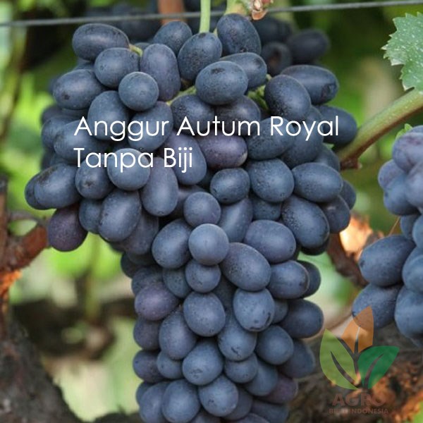 Jual Bibit Anggur Import Autum Royal Agro Bibit ID Jual Bibit Anggur Import Autum Royal Agro Bibit ID