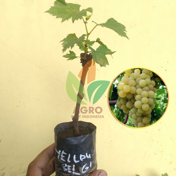 Anggur Lokal Yellow Belgie