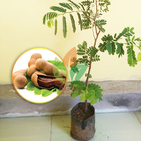Jual bibit asam jawa Murah dan Terlengkap