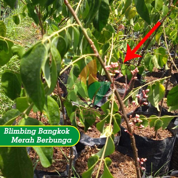 jual bibit belimbing bangkok merah 45 cm agro bibit id jual bibit belimbing bangkok merah 45 cm agro bibit id