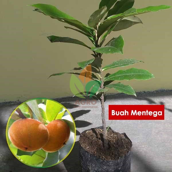 Tanaman Buah Mentega