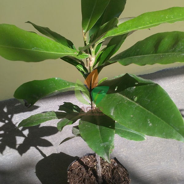 Tanaman Buah Mentega