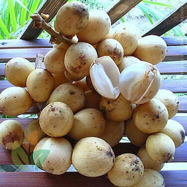 Duku Siap Tanam asal Biji