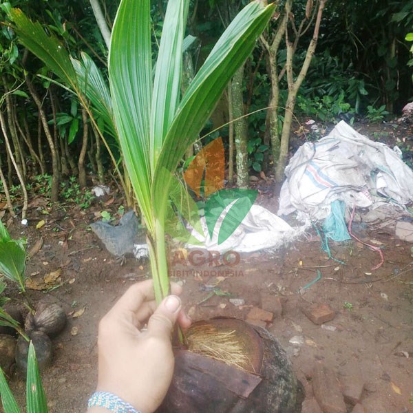 jual bibit kelapa hibrida hijau jual bibit kelapa hibrida hijau
