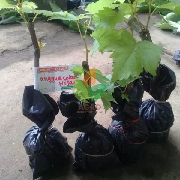 Anggur Lokal Yellow Belgie
