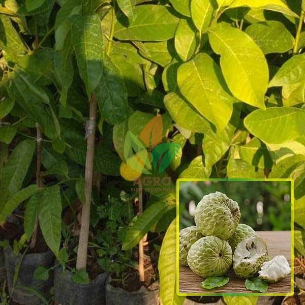 Srikaya Jumbo asal Okulasi