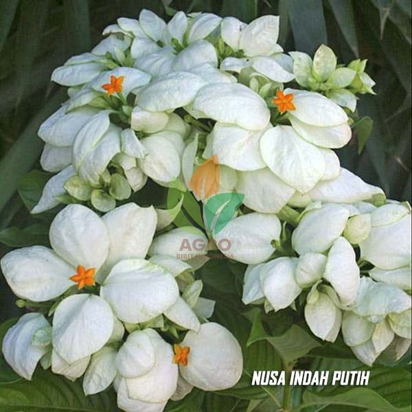 Jual Bibit Bunga Nusa Indah Putih Agro Bibit ID