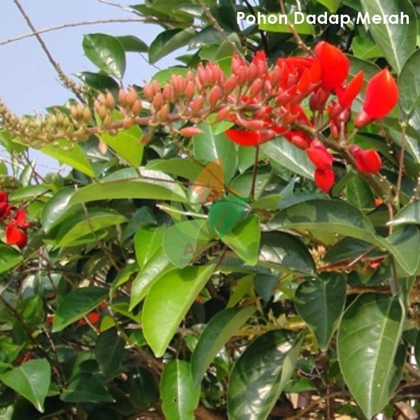 Pohon Dadap Merah