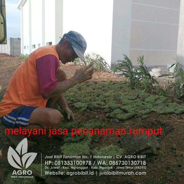 Rumput Gajah Mini