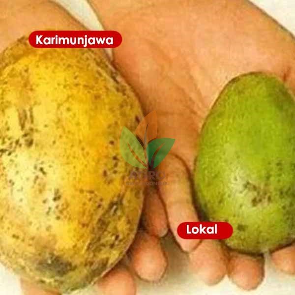 Kedondong Karimunjawa Asli
