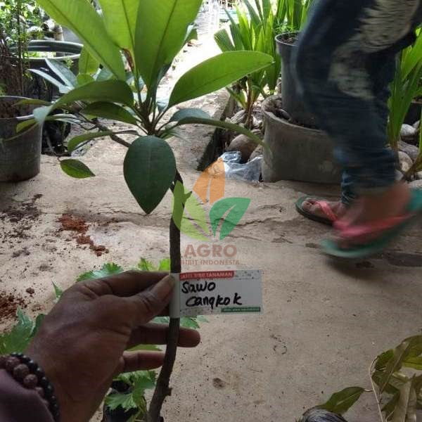 Sawo Lokal asal Cangkok
