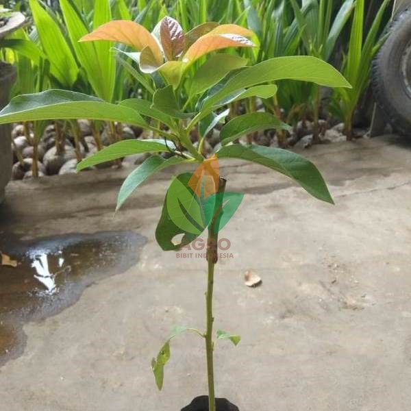 Jual Bibit Alpukat Mentega asal Sambung | Agro Bibit ID