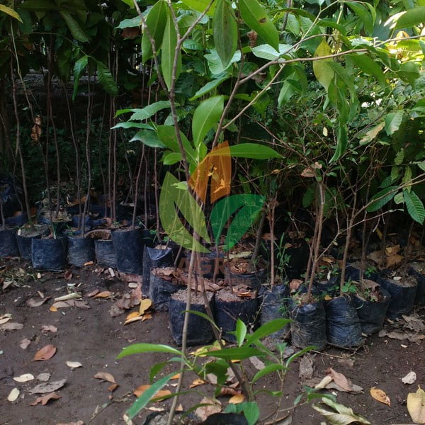Pohon Beringin Kecil