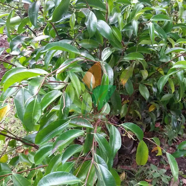 Pohon Beringin Kecil