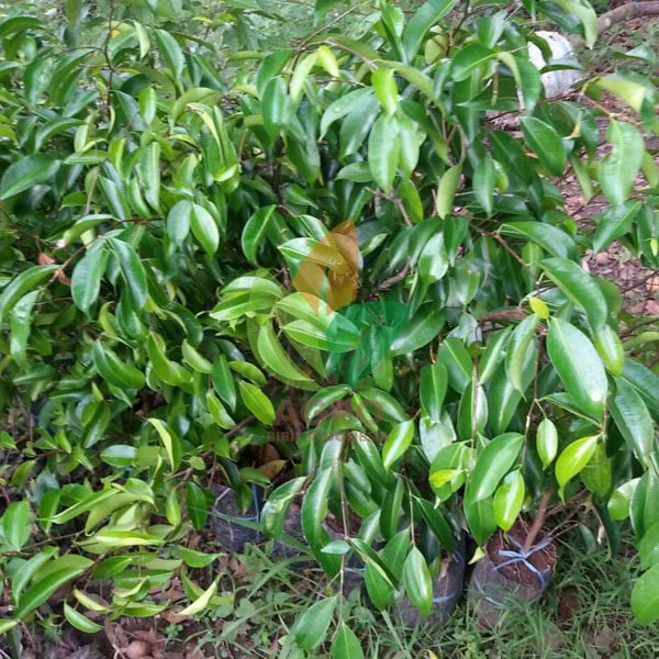 Pohon Beringin Kecil