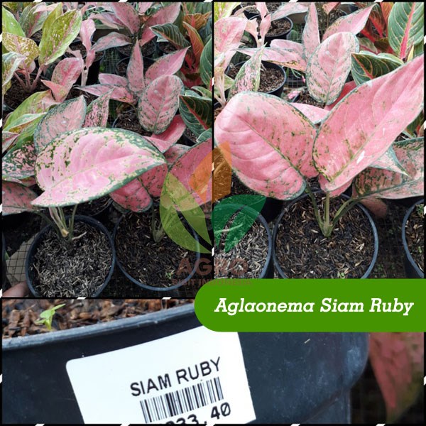 Jual Tanaman Hias Aglaonema Siam Ruby