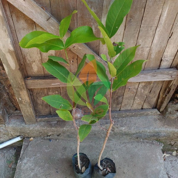 Jambu Air Thongsamsi