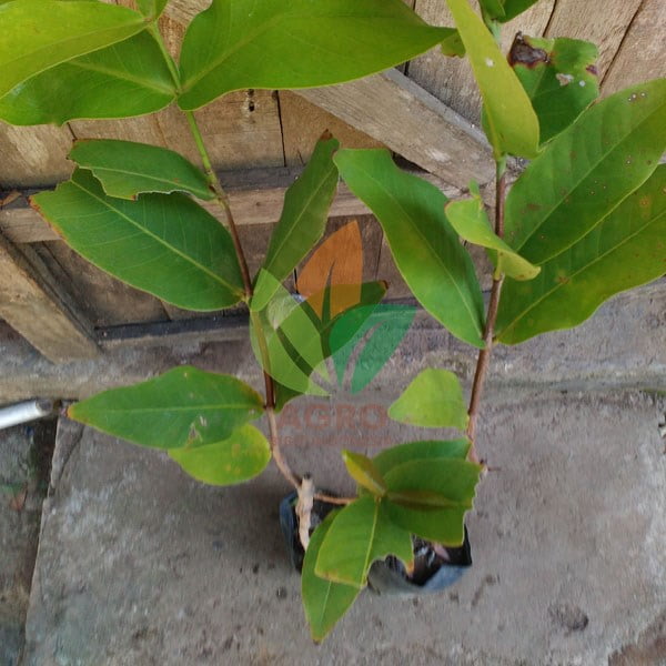 Jambu Air Thongsamsi