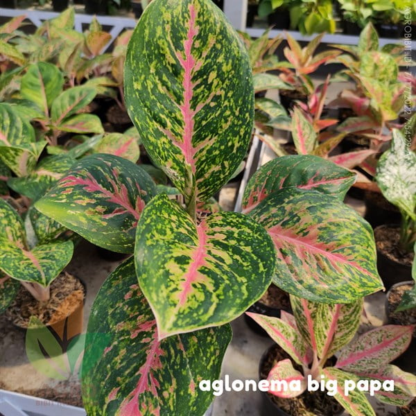 Aglonema Big Papa