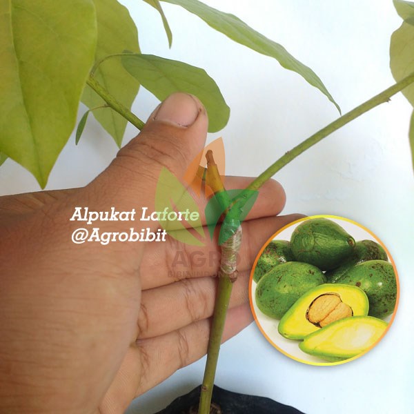 Alpukat Laforte Tabulampot
