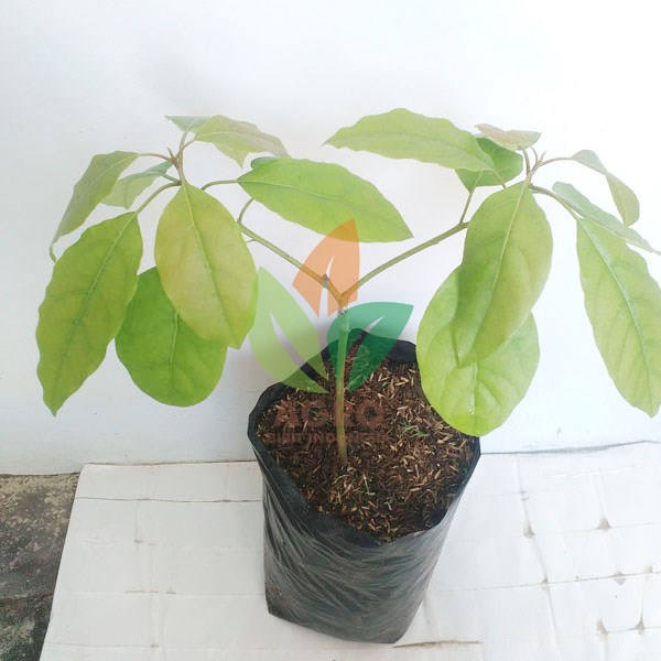 Jual Alpukat Laforte untuk Tabulampot