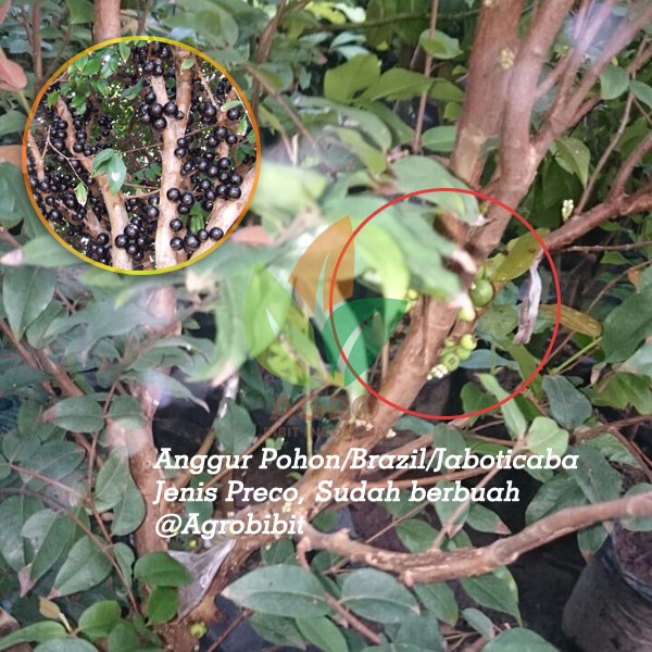 Jual Pohon Anggur Brazil Preco Berbuah Agro Bibit ID Jual Pohon Anggur Brazil Preco Berbuah Agro Bibit ID